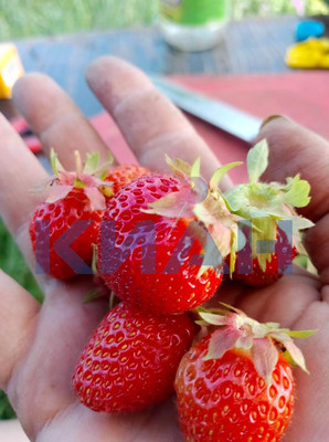 Объект по адресу Москва, Тартат п 