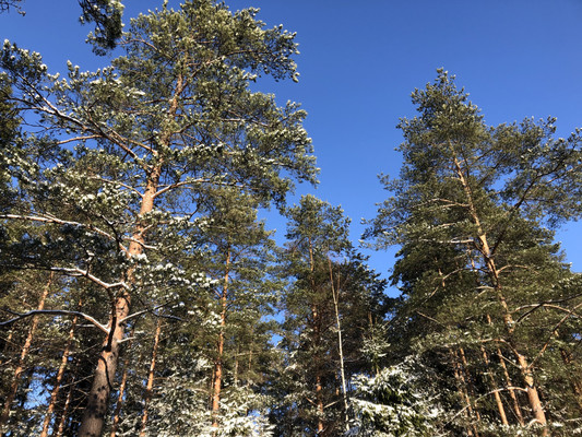 Объект по адресу Санкт-Петербург г, Репино п, Тихая ул