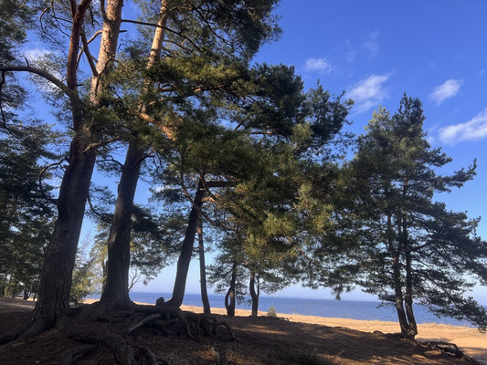 Объект по адресу Ленинградская обл, Ломоносовский р-н, Лебяжье пгт, Мира ул