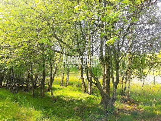 Объект по адресу Ленинградская обл, Приозерский р-н, Сосново п, Связи ул