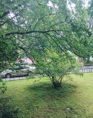 Объект по адресу Санкт-Петербург, Сикейроса ул, 15Ак1 