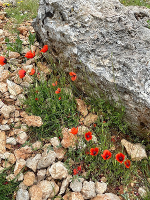 Объект по адресу Краснодарский край, Белореченский р-н, Кленовая Аллея ул