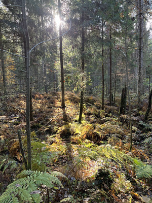 Объект по адресу Москва, Рыбушки д 