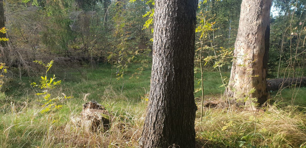 Объект по адресу Москва, Слепухина ул, 36 