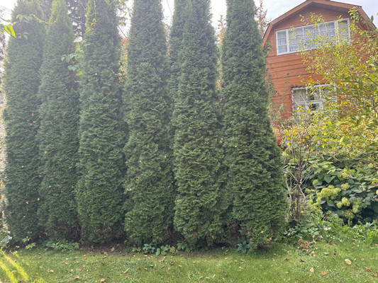 Объект по адресу Москва, СНТ Крекшино ВВЦ тер 