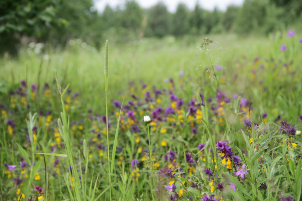 Объект по адресу Москва, Рыболов тер. ДНП 