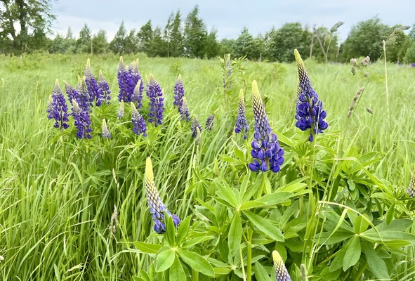 Объект по адресу Московская обл, Щелковский р-н, Литвиново п, Нива гск