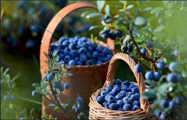 Объект по адресу Москва, Красноармейское п 