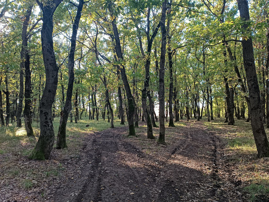 Объект по адресу Краснодарский край, Белореченский р-н, Южный п, Изумрудная ул