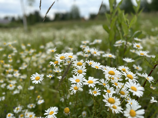 Объект по адресу Москва, Лебяжье п 