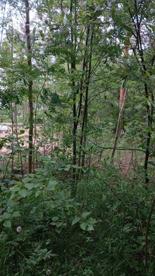 Объект по адресу Москва, Шлиссельбуржец тер. СНТ 