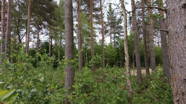 Объект по адресу Москва, Шлиссельбуржец тер. СНТ 