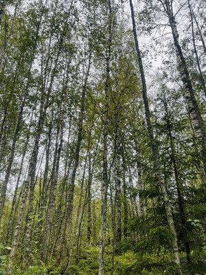 Объект по адресу Москва, Никитилово д 