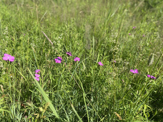 Объект по адресу Москва, Старково д 