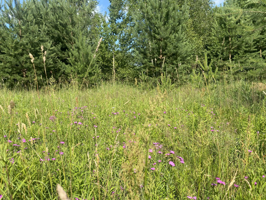 Объект по адресу Москва, Старково д 