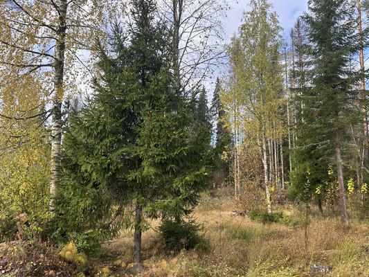 Объект по адресу Москва, Лебяжье п 