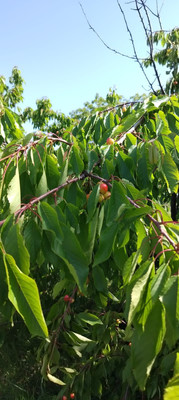 Объект по адресу Краснодарский край, Анапский р-н, Куток х, Летняя ул