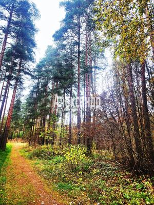 Объект по адресу Ленинградская обл, Приозерский р-н, Сосново п, Связи ул