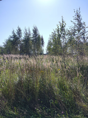 Объект по адресу Москва, Карпово с 