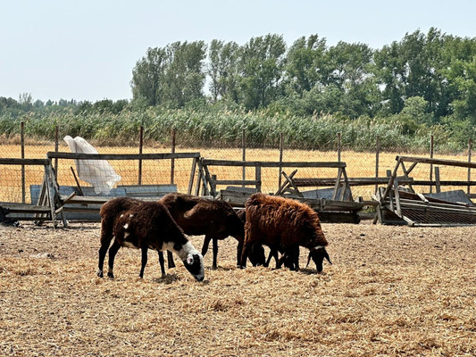 Объект по адресу Москва, Незамаевская ст-ца 