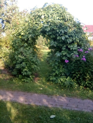 Объект по адресу Ленинградская обл, Ломоносовский р-н, СНТ Пески тер, 13-я линия ул