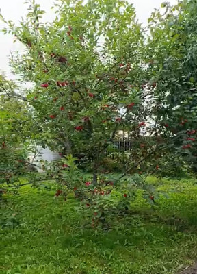 Объект по адресу Ленинградская обл, Ломоносовский р-н, СНТ Пески тер, 13-я линия ул