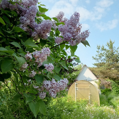 Объект по адресу Ленинградская обл, Ломоносовский р-н, СНТ Пески тер, 13-я линия ул