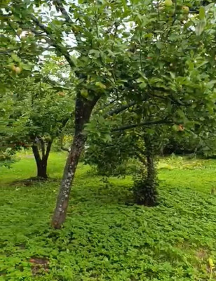 Объект по адресу Ленинградская обл, Ломоносовский р-н, СНТ Пески тер, 13-я линия ул