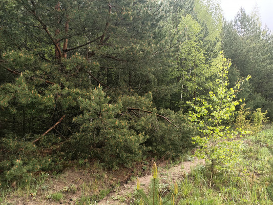 Объект по адресу Москва, Ёлкино тер 