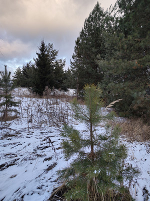 Объект по адресу Москва, Минино д 