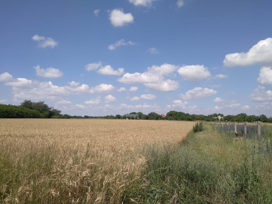 Объект по адресу Краснодарский край, Тихорецкий р-н, Алексеевская ст-ца, Школьная ул, д. 126