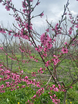 Объект по адресу Москва, Северная ул 