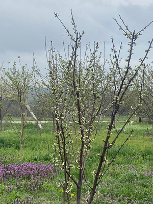 Объект по адресу Москва, Северная ул 