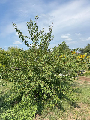 Объект по адресу Москва, Кубанская ул, 26 
