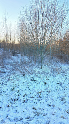 Объект по адресу Москва, Хиттолово д 