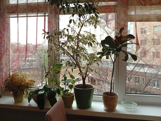 Фото квартиры по адресу Санкт-Петербург, Большевиков пр-кт, 9Щк1 