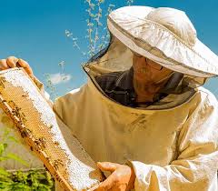 Программа Пчеловод