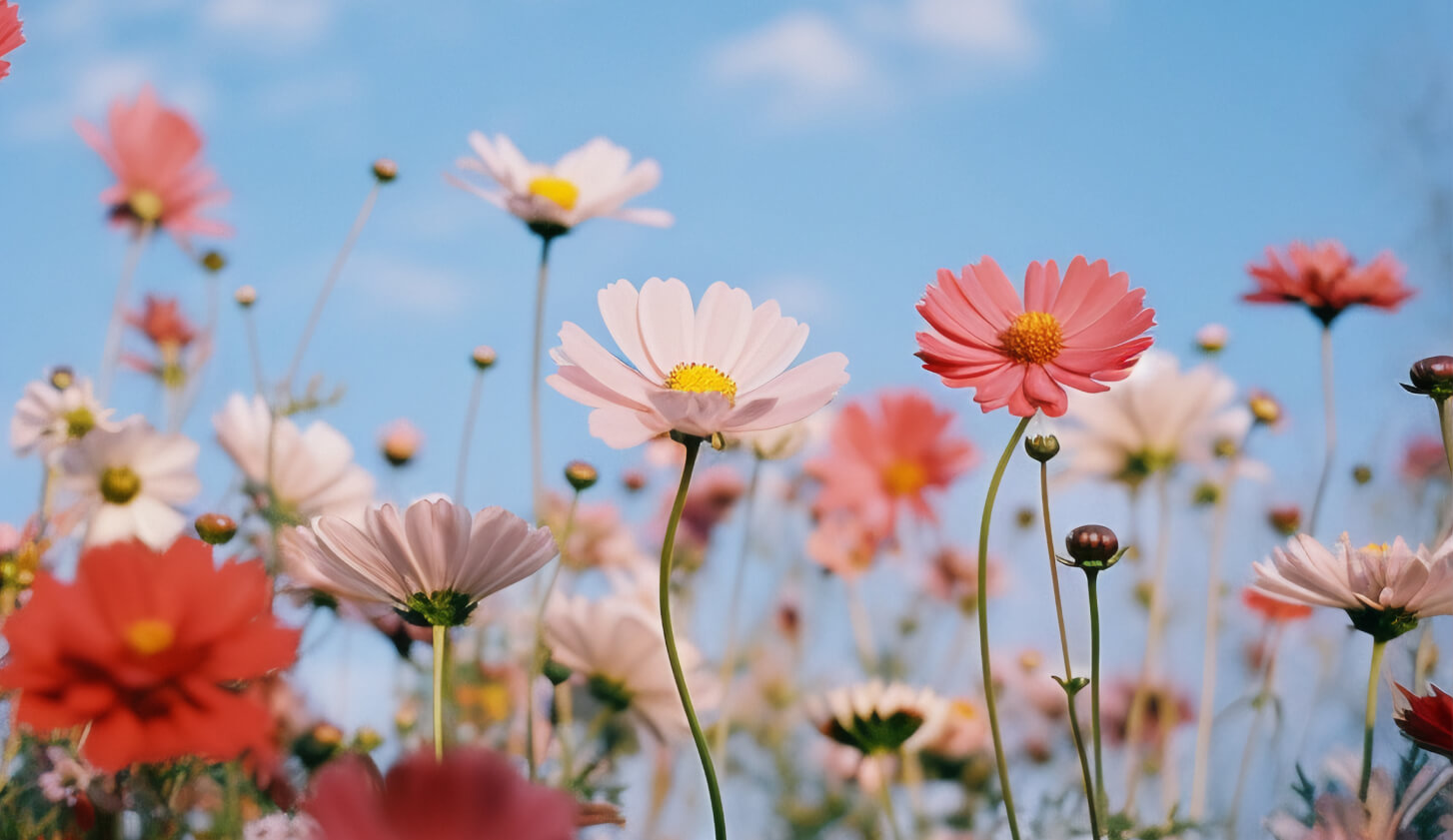 Какой ты цветок? Узнай свою истинную природу