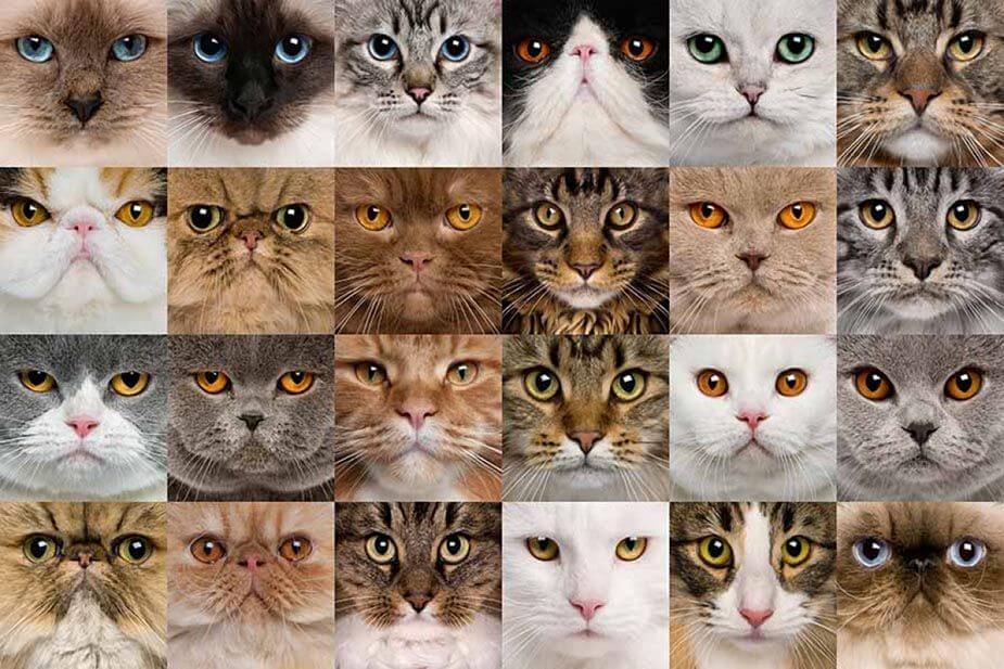 Какой ты кот?