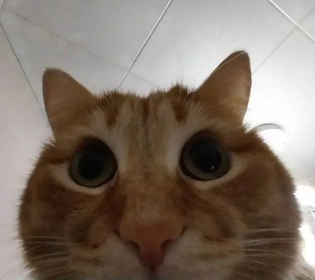 Софи  Снейп