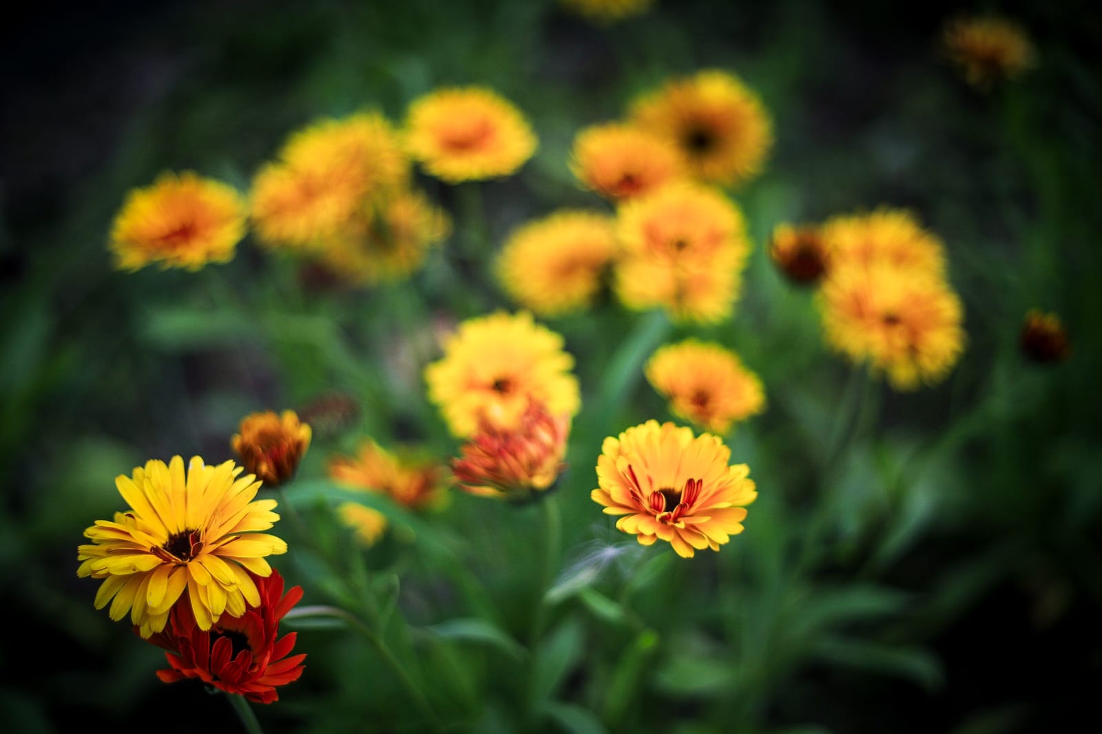 calendula