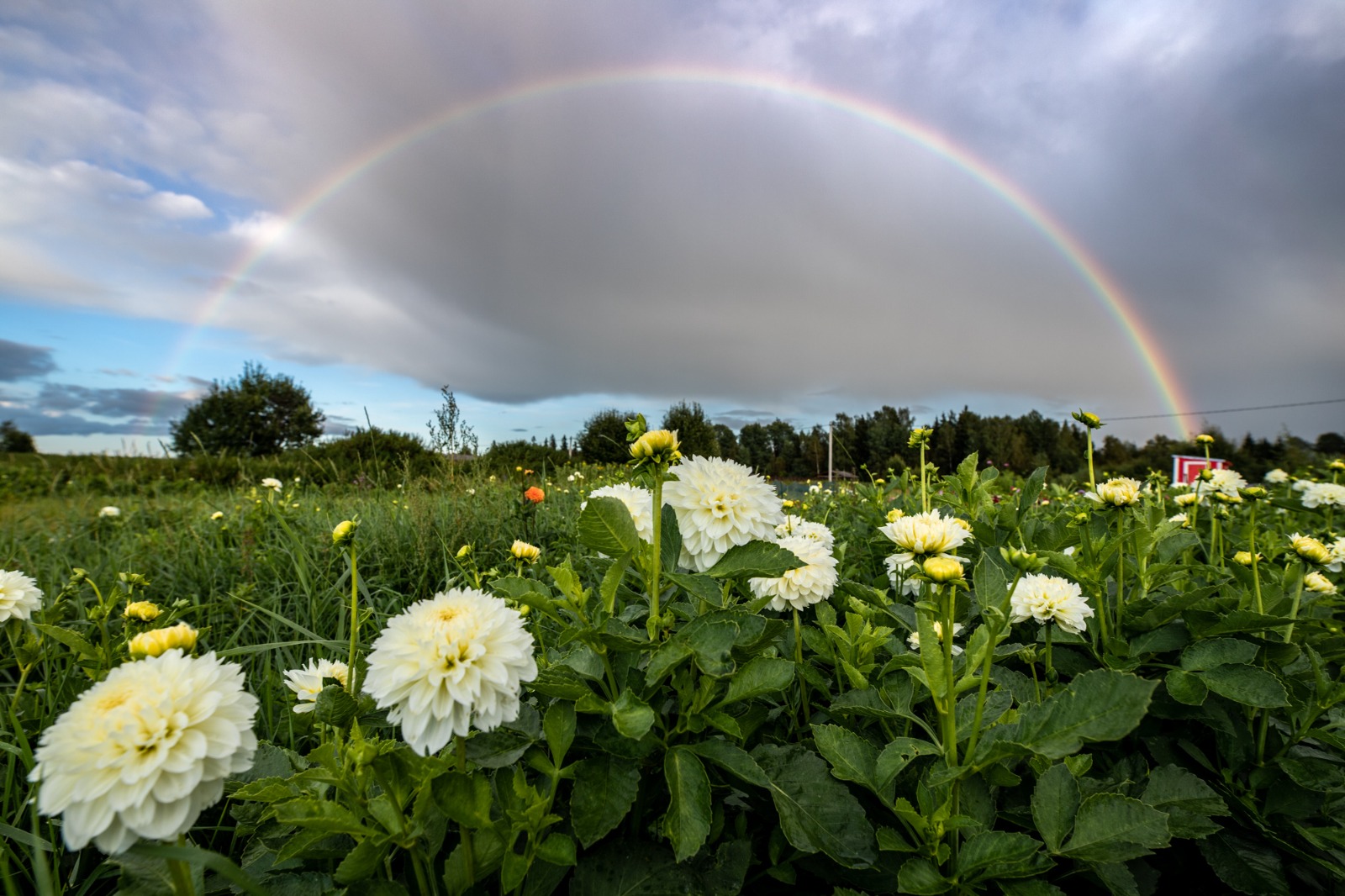 rainbow