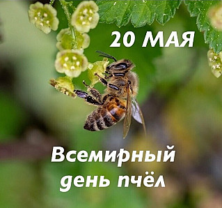 20 мая - Всемирный день пчёл