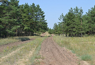 В лесах Ростовской области отменен режим ЧС