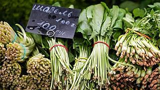 Какие блюда можно приготовить из щавеля?