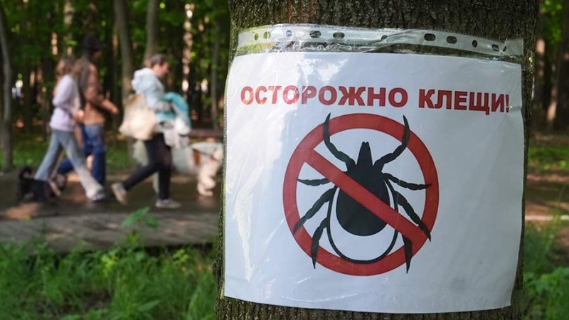 Что делать при укусе клеща