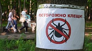 Что делать при укусе клеща