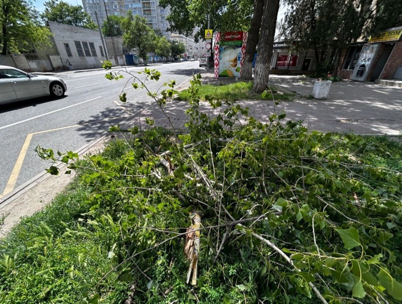 Разрушительная сила: в Ростове от падающих деревьев пострадали две женщины