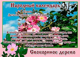 Свобориное дерево: в чем 6 июня может помочь шиповник?