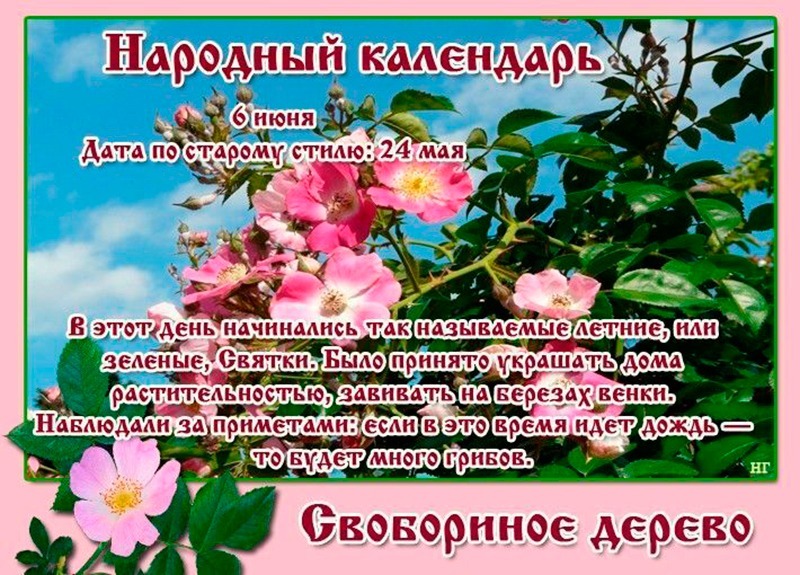 Свобориное дерево: в чем 6 июня может помочь шиповник?